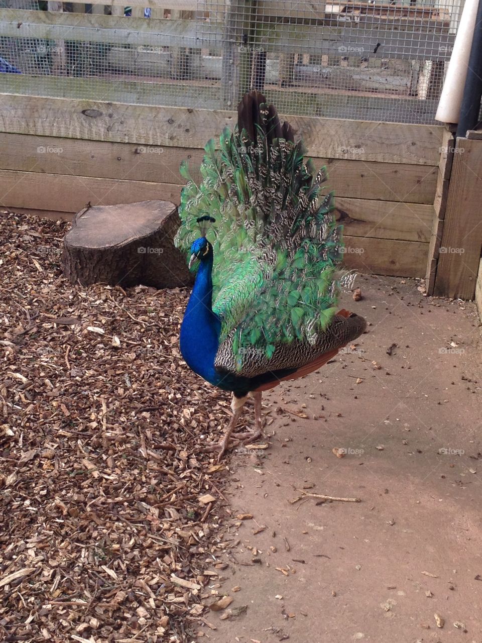 Bird, Peacock, Nature, Feather, Exhibition