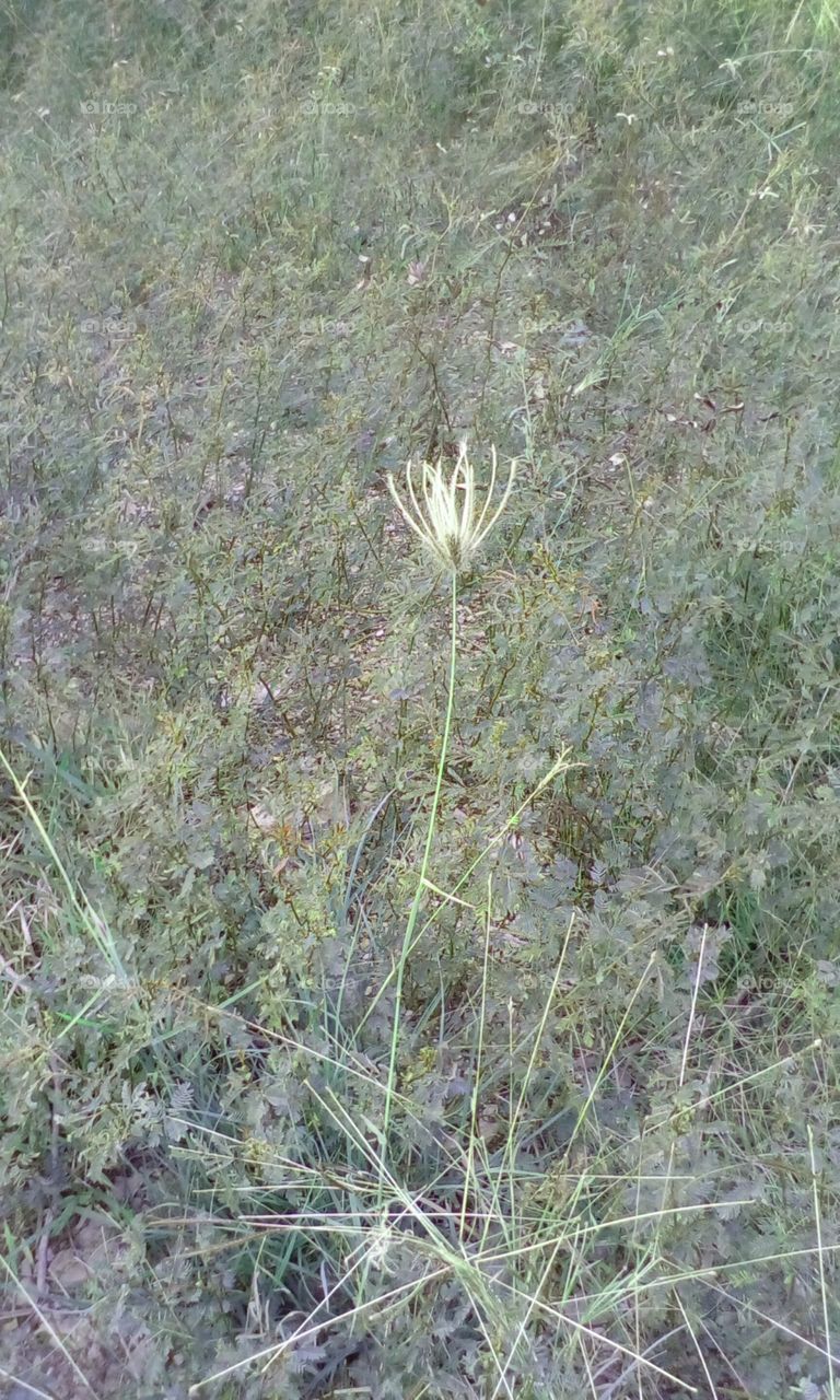 Swollen finger grass