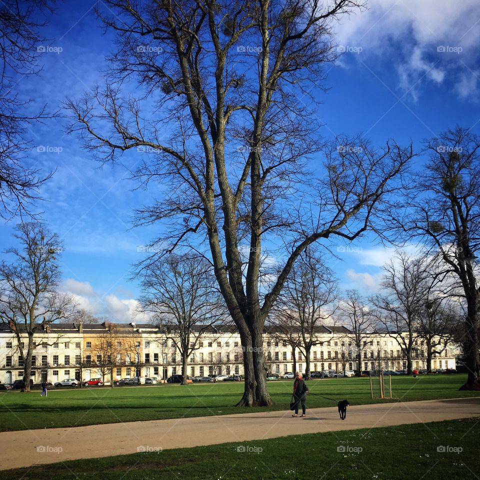 Dog walking in the park