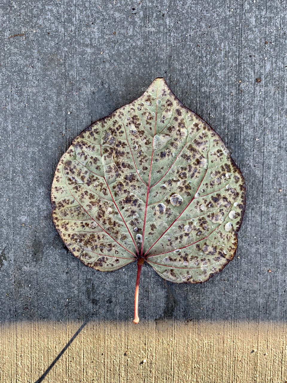 Autumn leaf with rain drops 