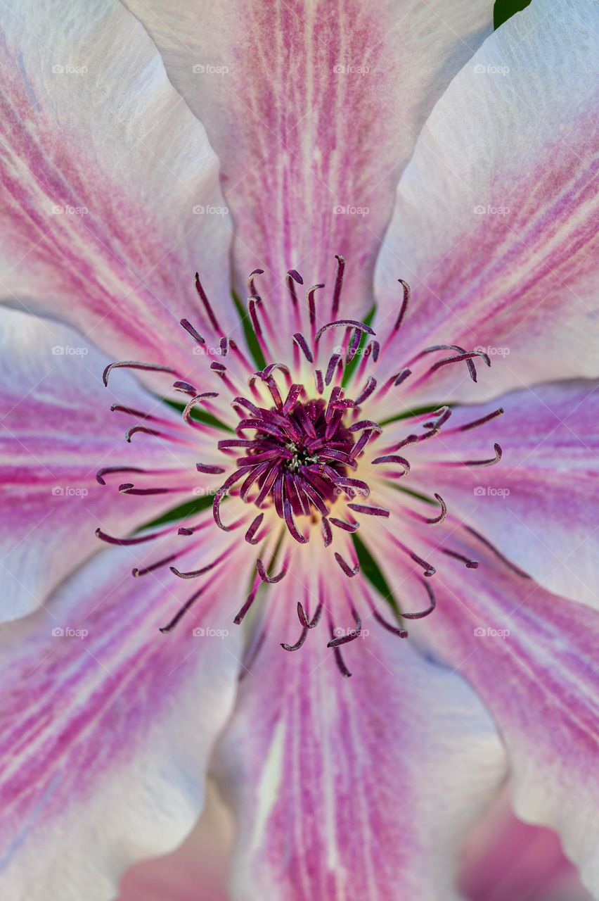 Flower power. Close-up of purple stamens of clematis flower in full blooming stage.