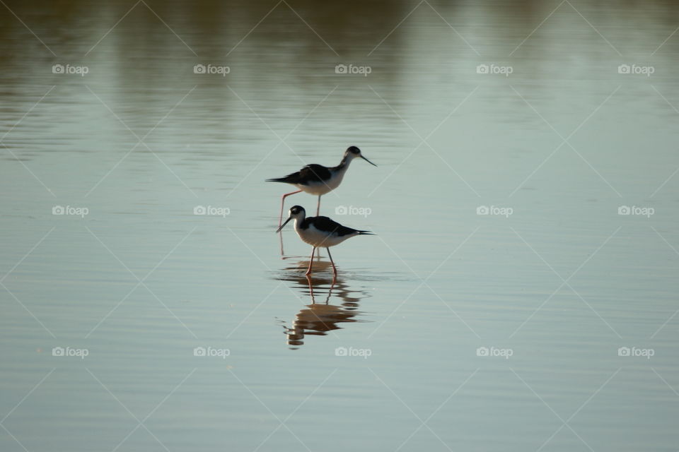 Black necked stilt 