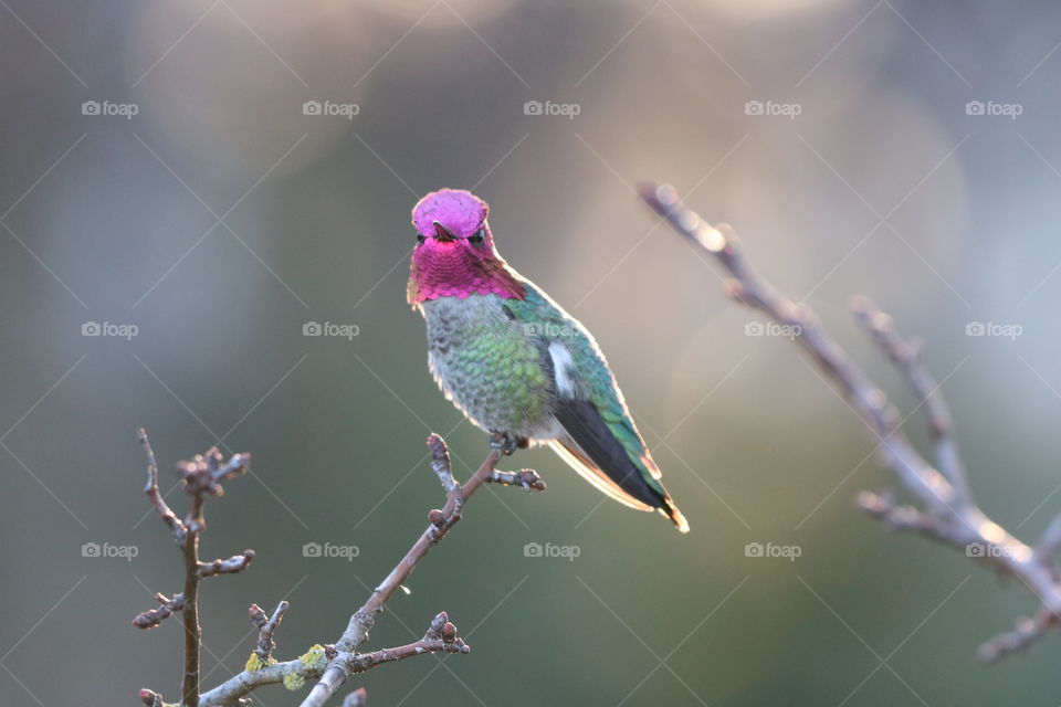 Hummingbird perching on a branch with buds on early spring morning 