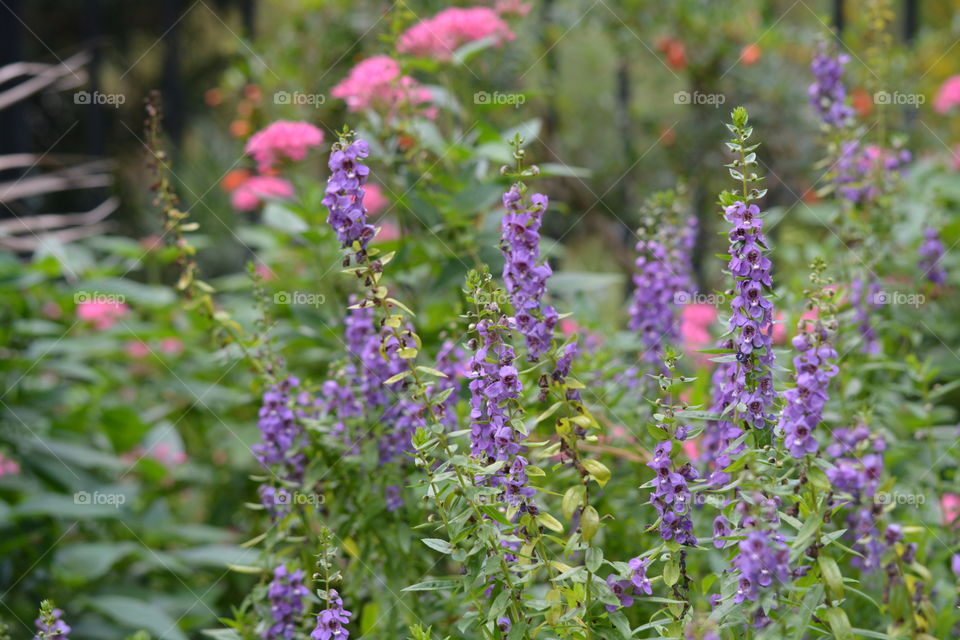 Purple flowers I saw at the flower garden