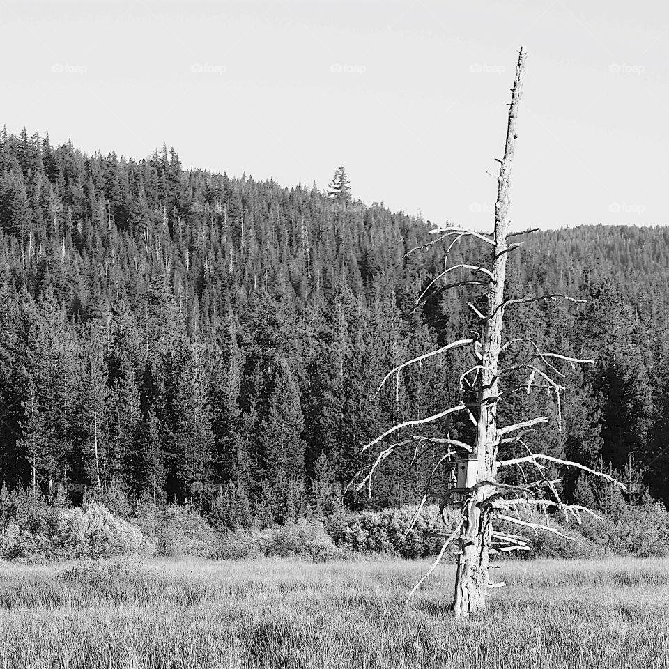 A lone dead tree in front of the forest in Central Oregon on a sunny summer day. 