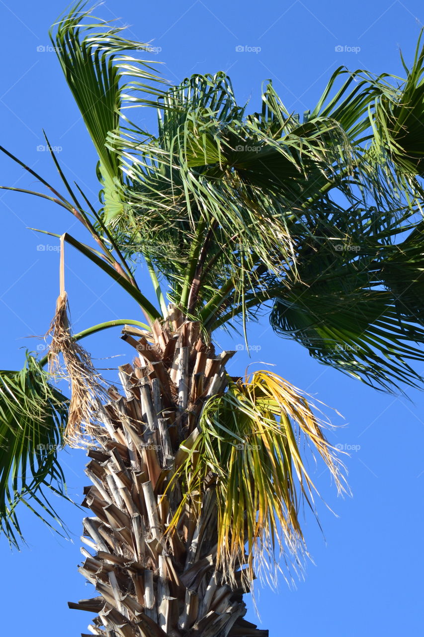 palm