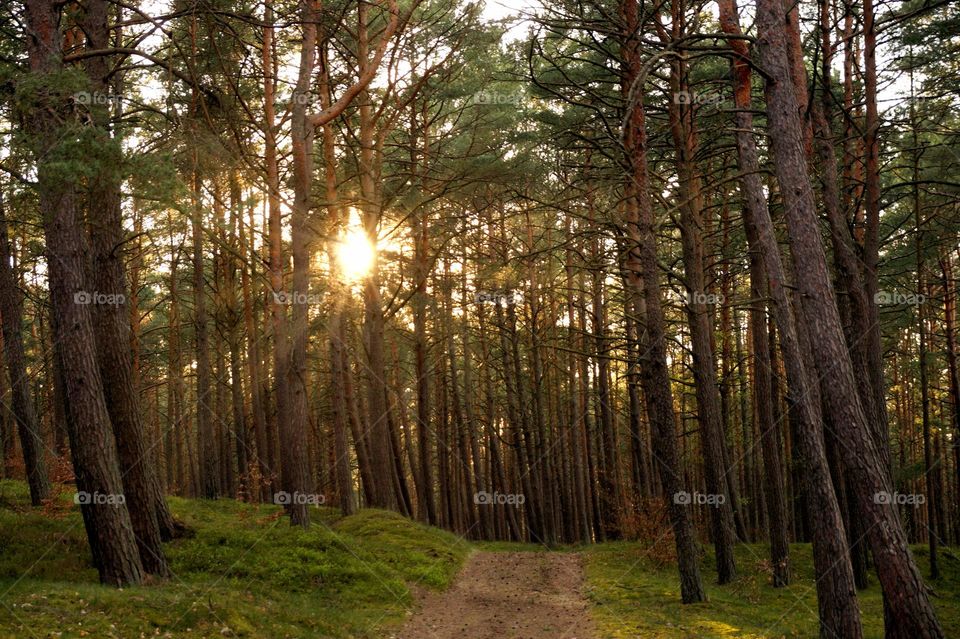 Path in a pine forest