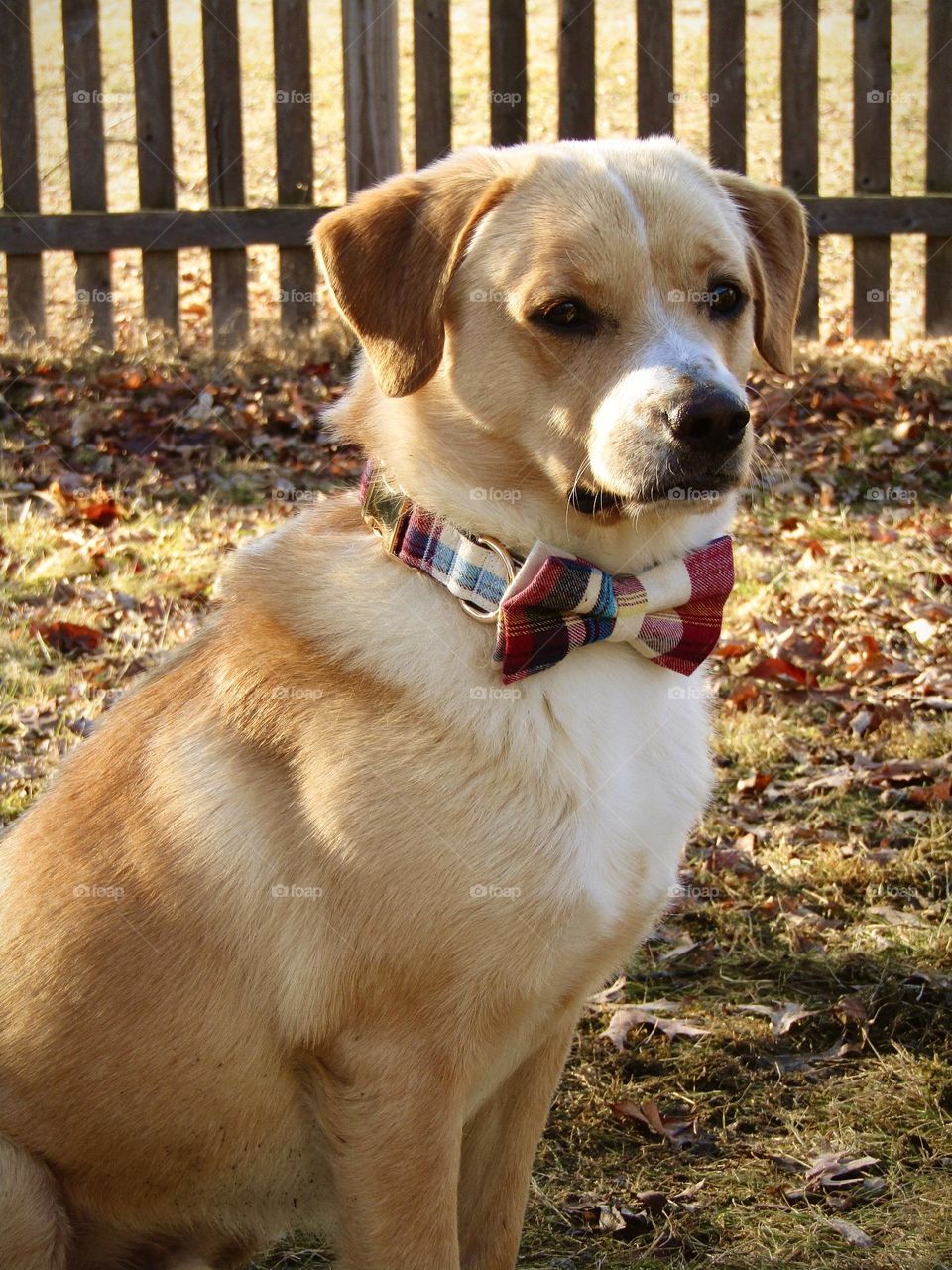 Mixed breed rescue enjoys his new yard while looking handsome in a plaid bow tie.