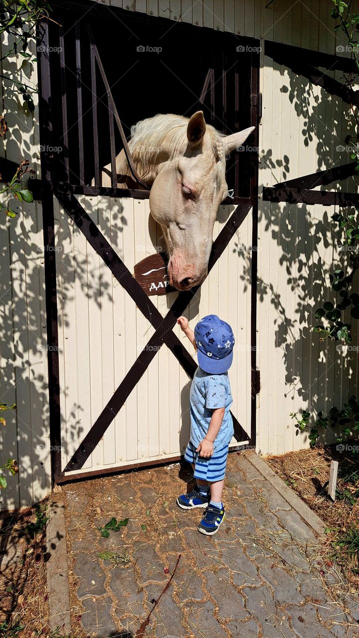 Boy and horse