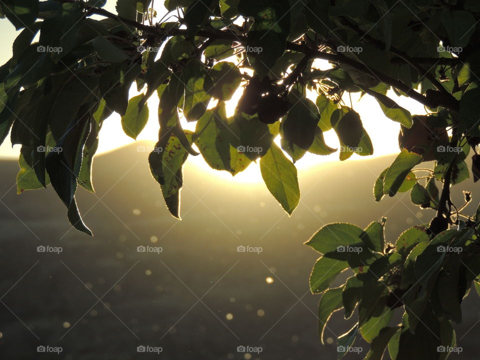 Under an apple tree while the sun sets