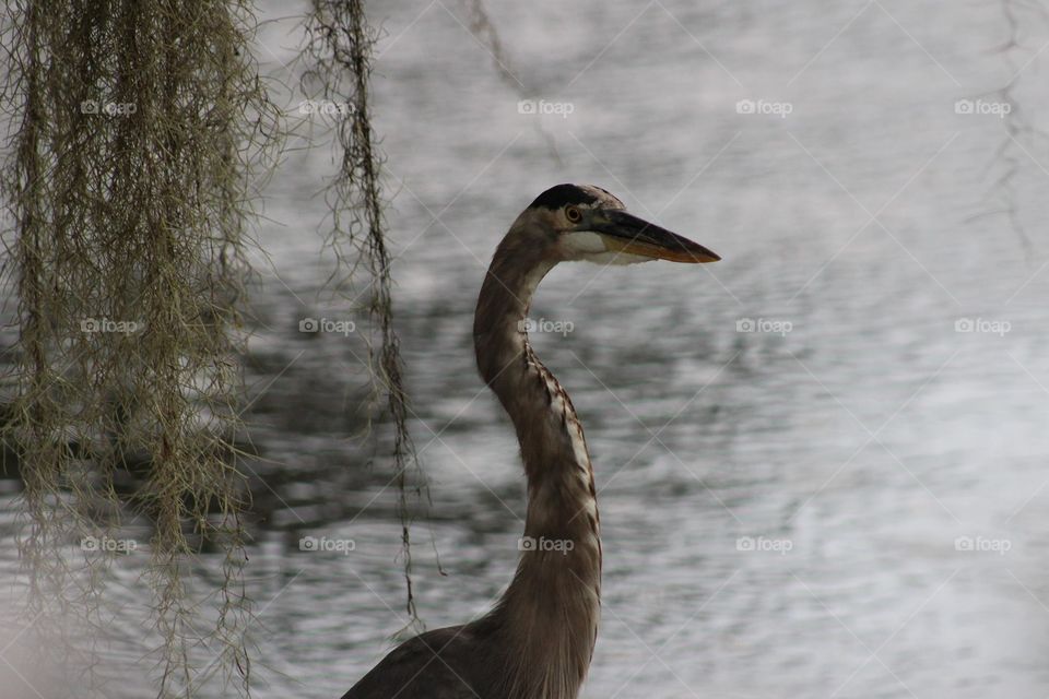 Blue Heron