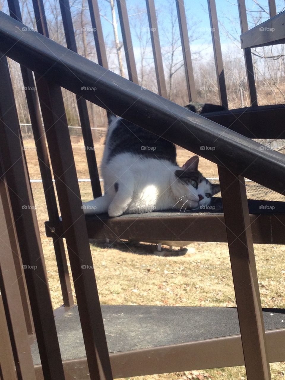 Spiral staircase cat