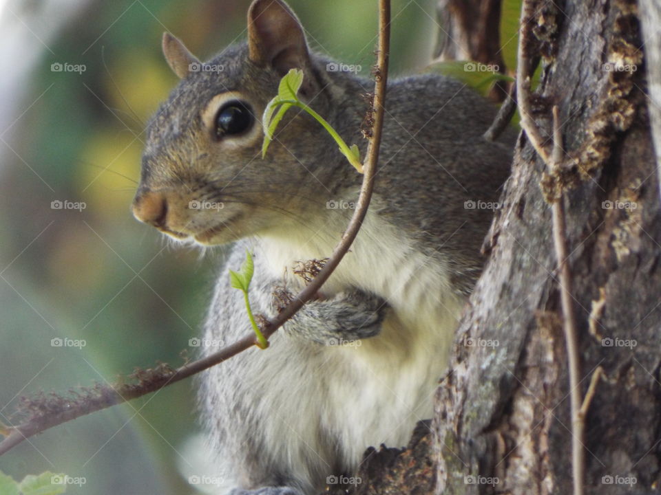 Wildlife Squirrel in tree