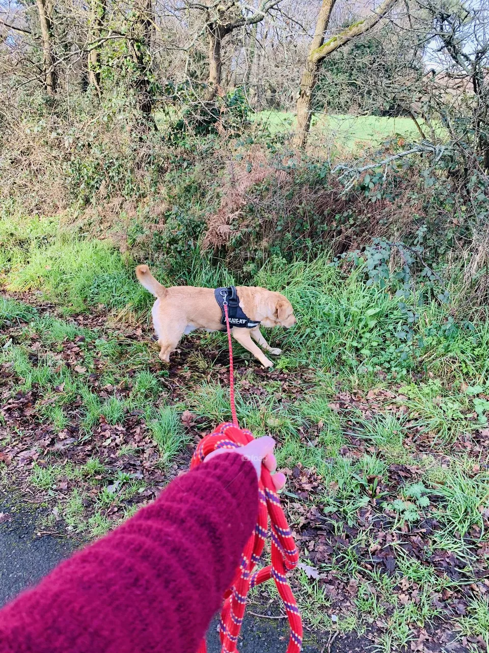 Dog And Me