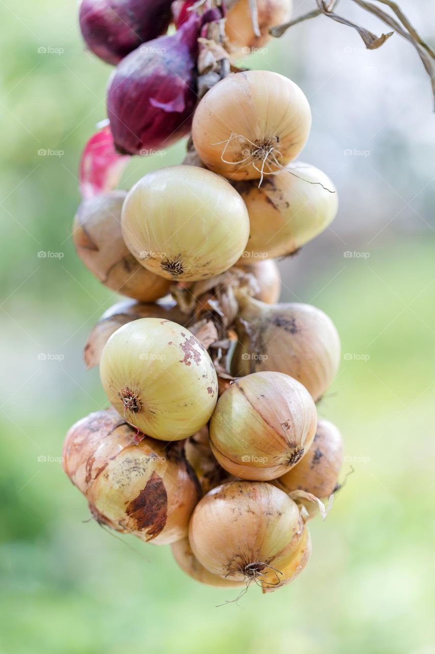 Bunch of onion harvested from the orchard