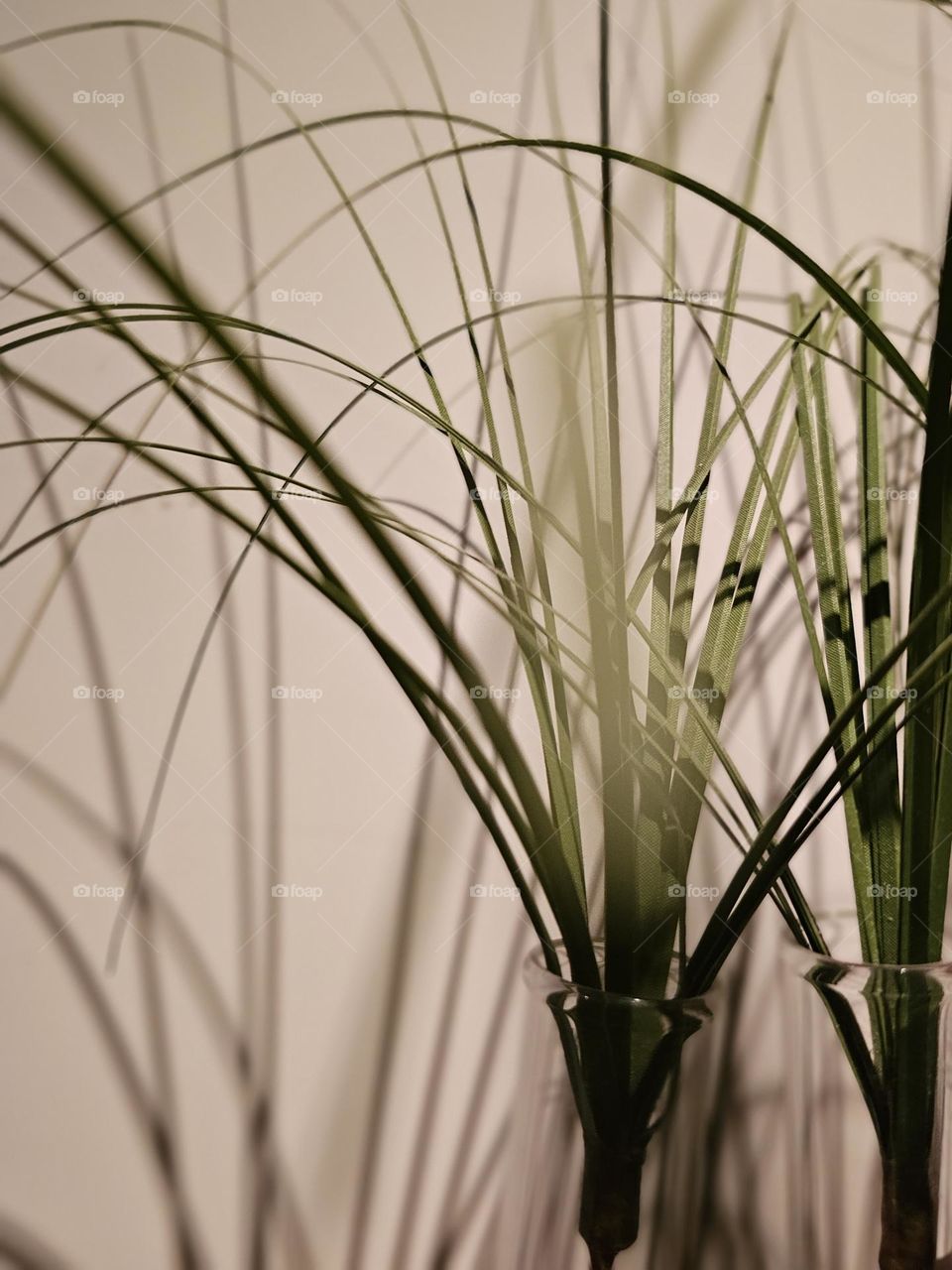 indoor wild green grass