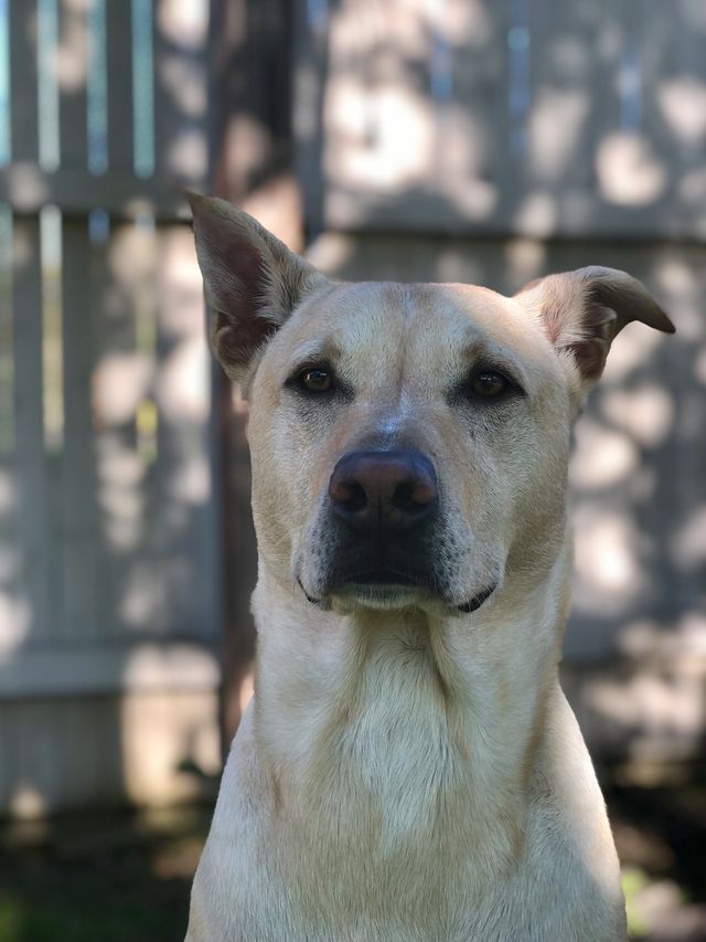 My joyful dog beau loving every second of being outdoors on a summer day soaking in all of the smells and sounds