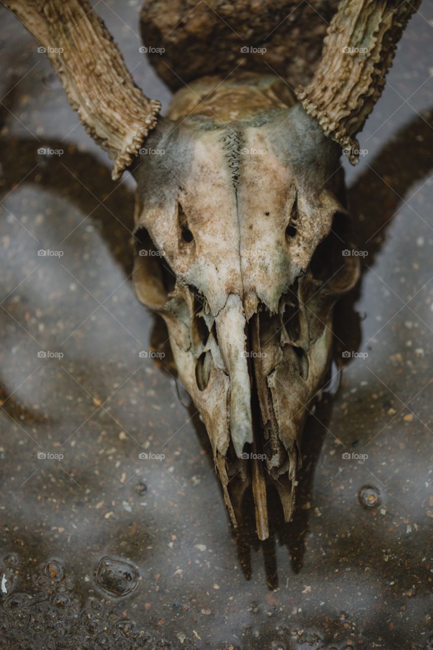 Deer skull