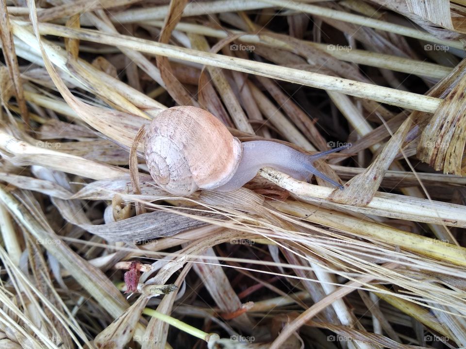 Snail