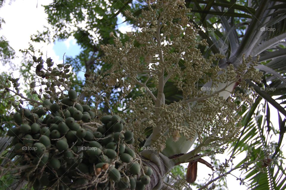 Bettlenut flowers 