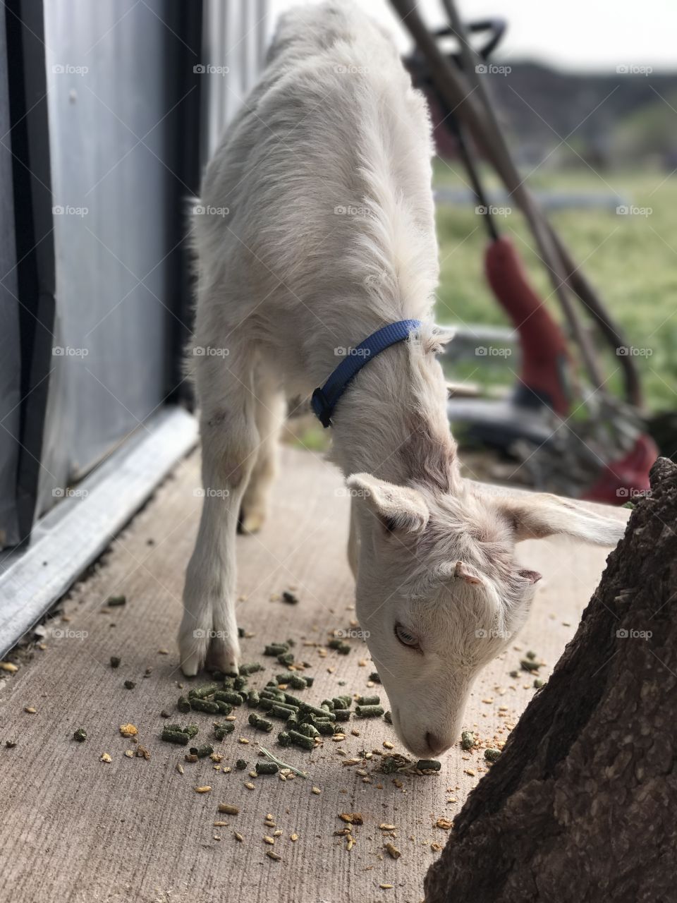 Snack time on the farm. 