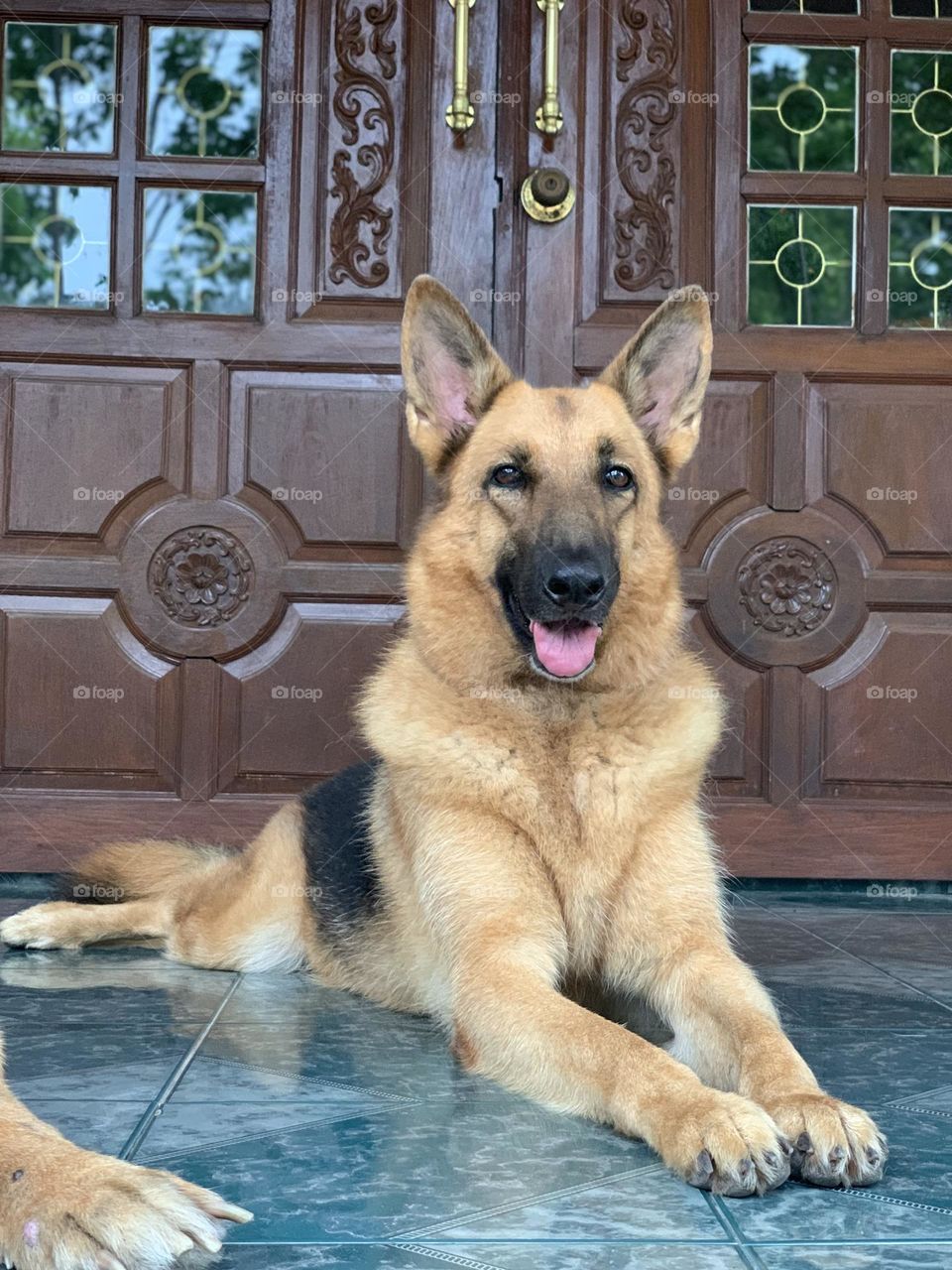 Call me Queen of dogs no.1