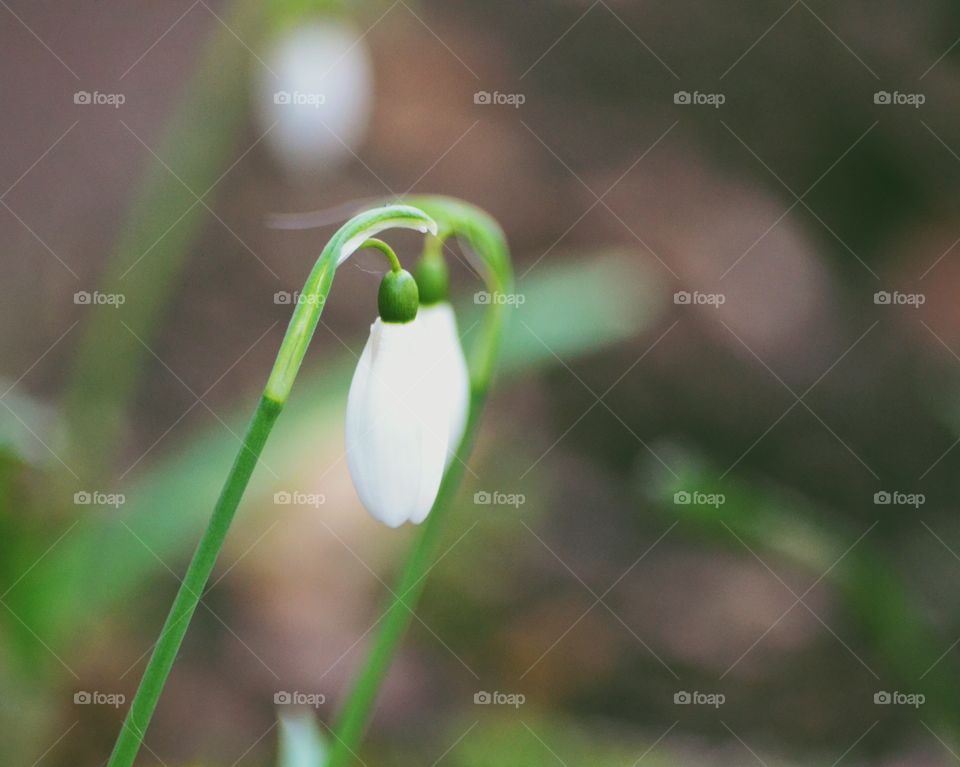 Snowdrop flower blooming at outdoors