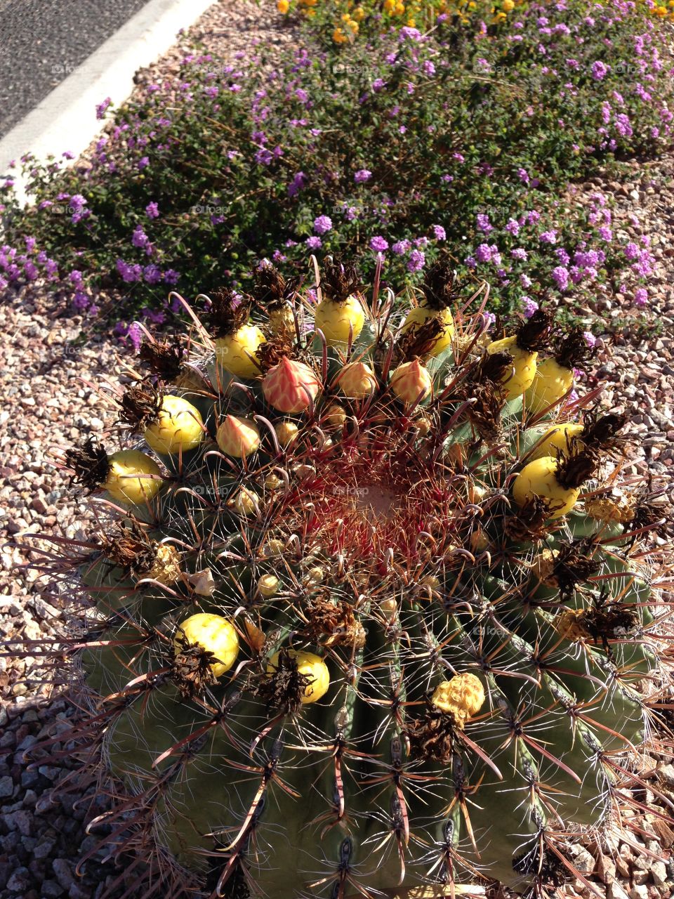 Z plant. Round plant in Tucson