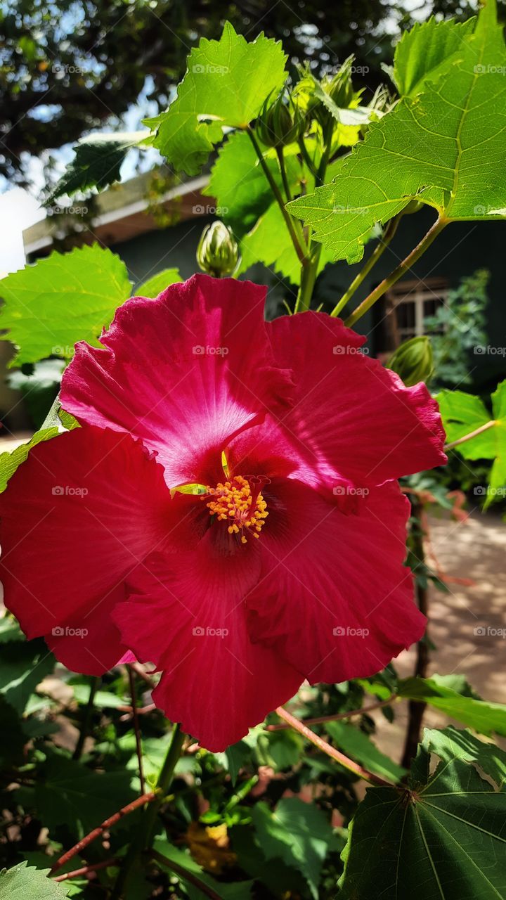 Pink obelisk,Pink,obelisk,plant,floral,leaf,leaves,green,botany,garden,gardening,blossom,blooming,nature,landscape,colorful,spring,summer, flower