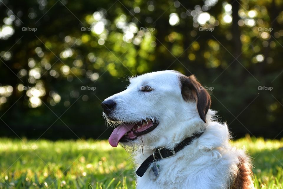 Beautiful mixed breed dog enjoying nature in summer sun