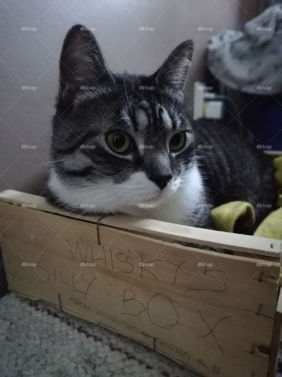 A cat is resting in its unpainted box.