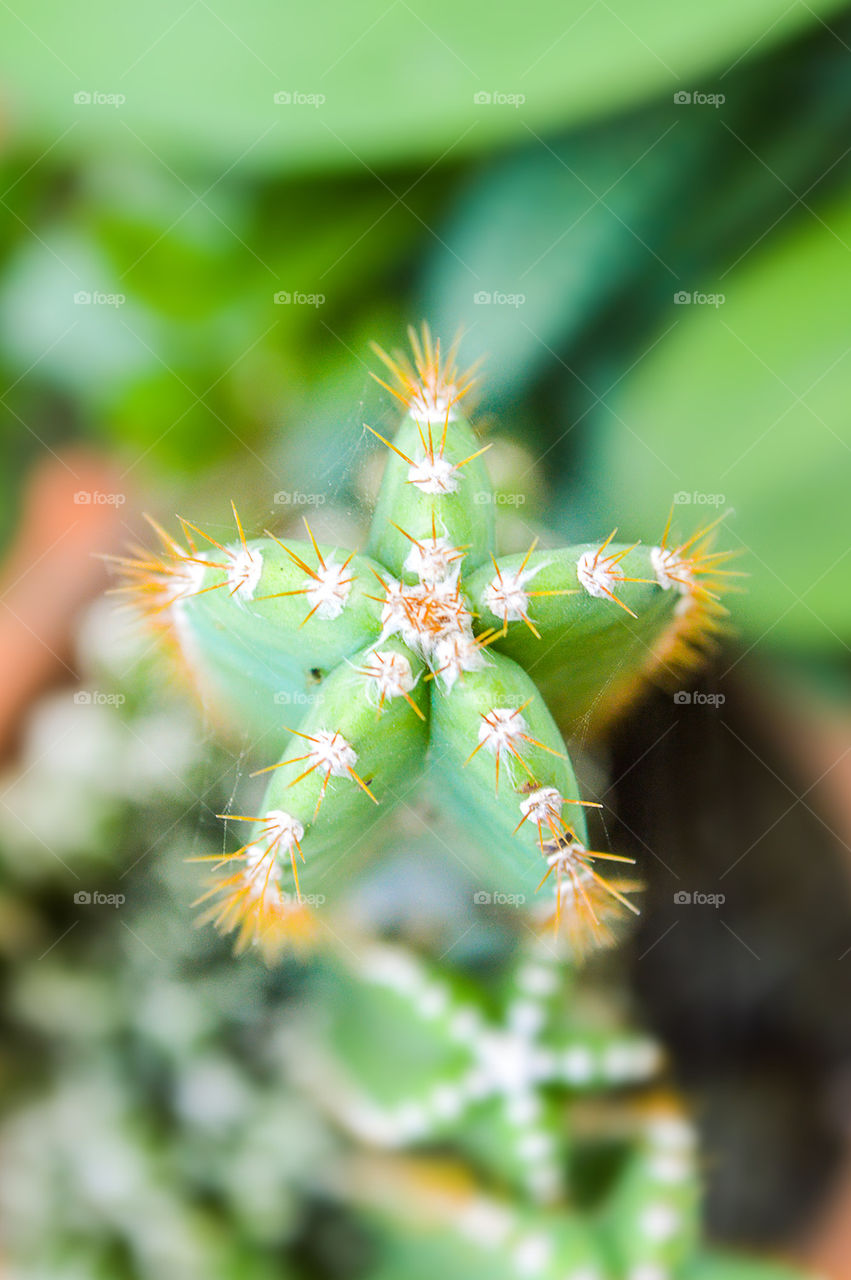star cactus