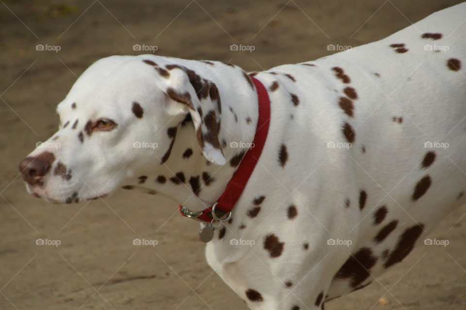 Dalmatian Dog