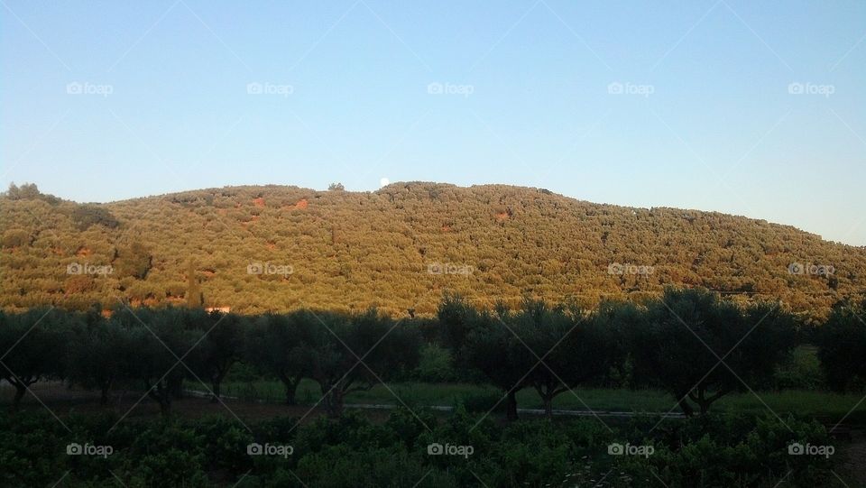 Olives covering the hills, Zakynthos, Greece.