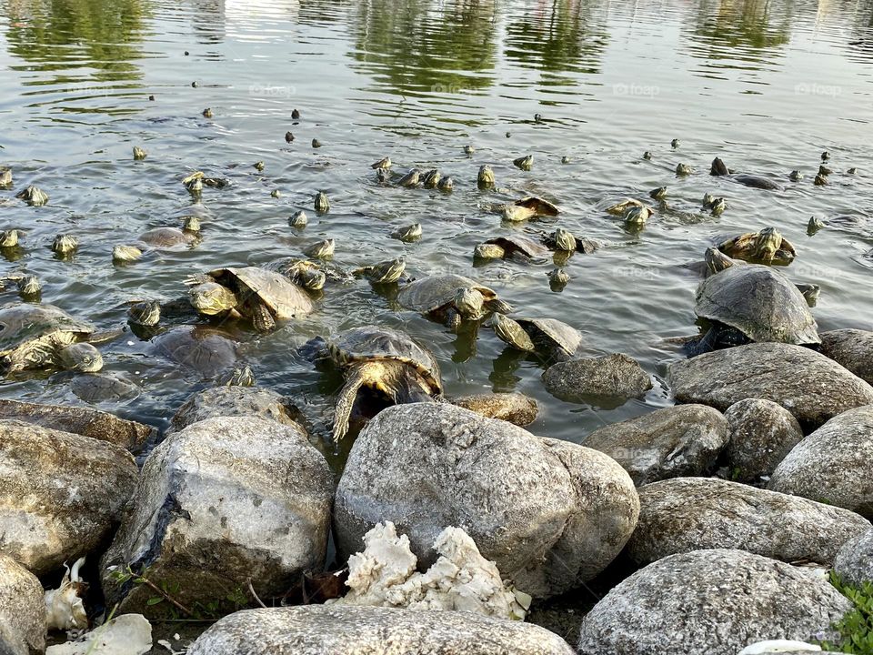 Tortugas,estanque,piedras
