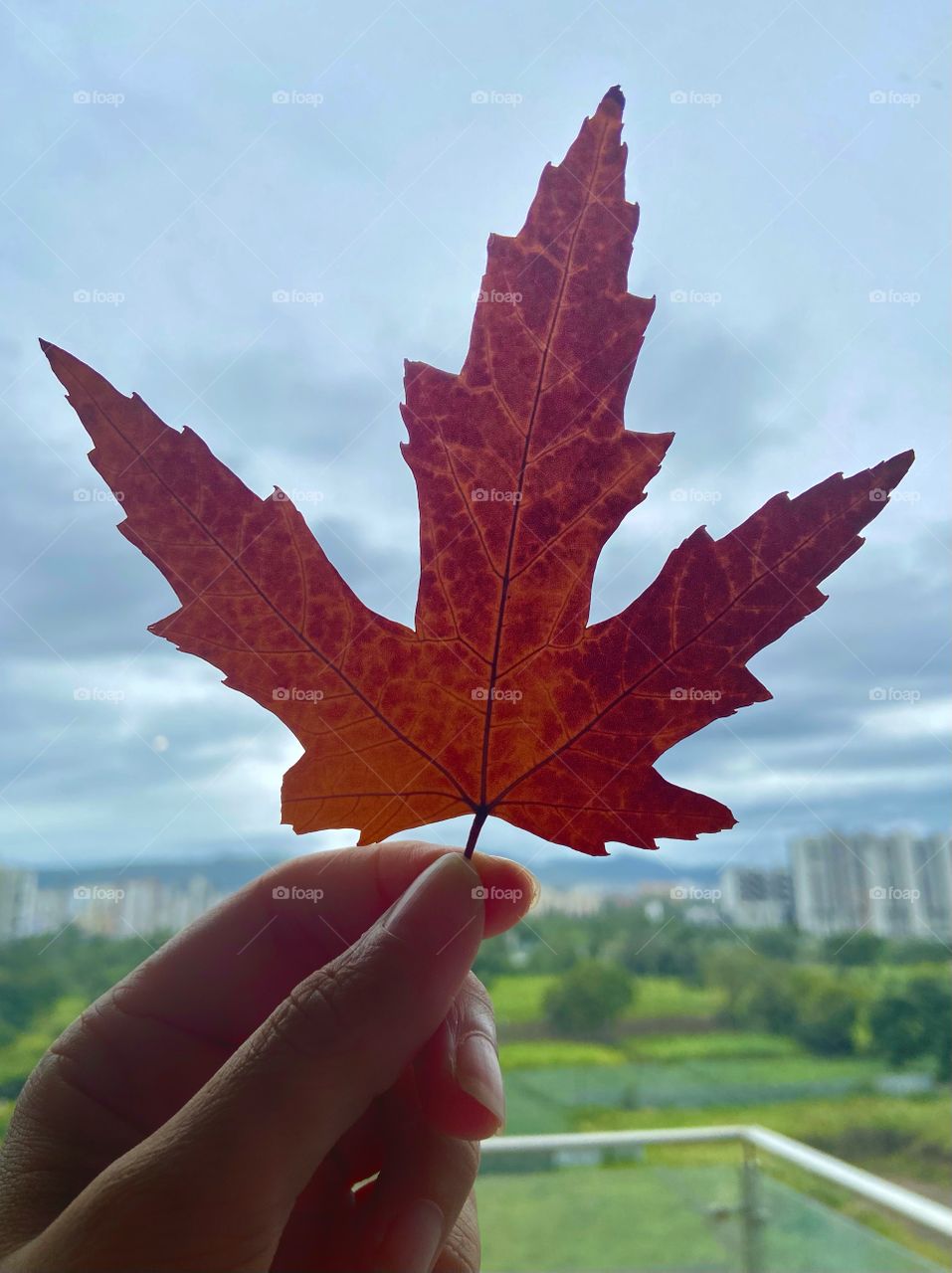 My favorite season is autumn/fall when the leaves start to change color. This is an 18 year old maple leaf from Canada. 