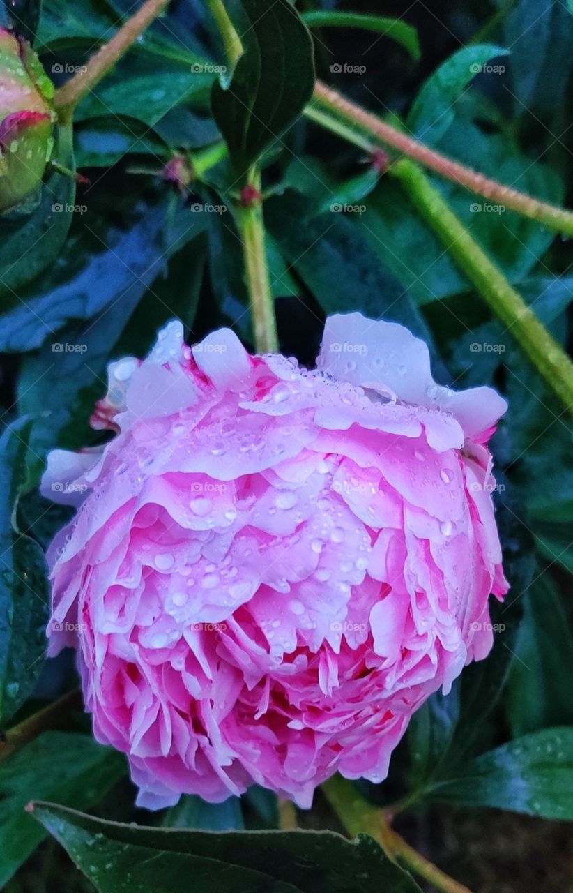 Beautiful flower of pion