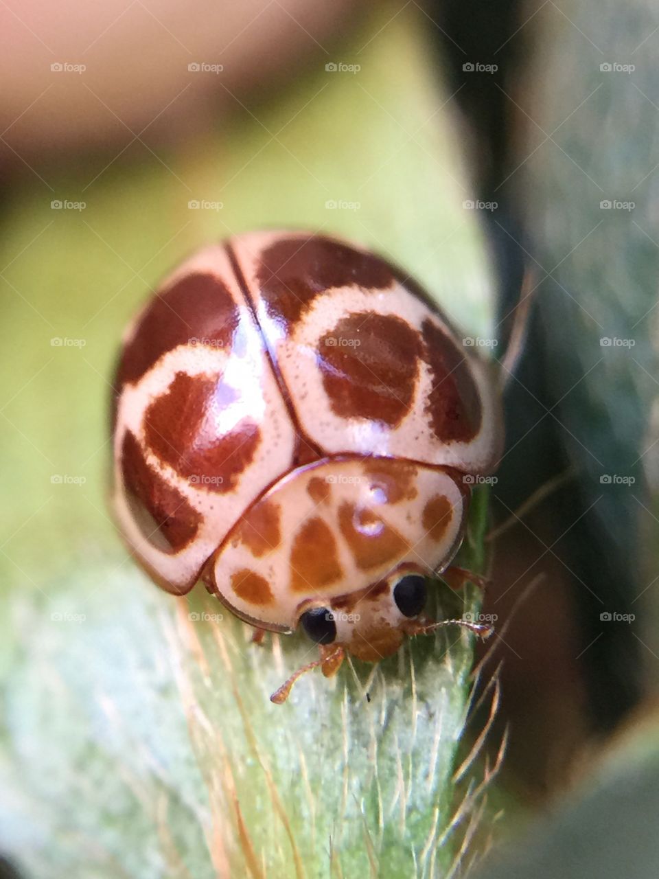 Ladybug