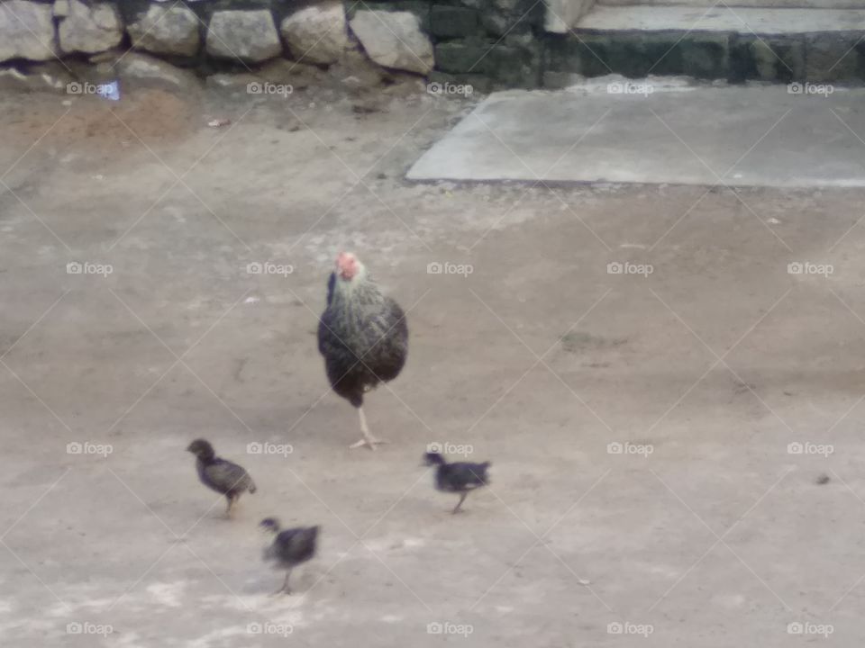 mother with children hen