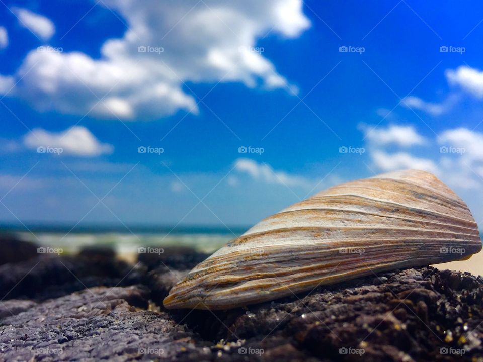 Up-close of shell on the beach, May, 2016