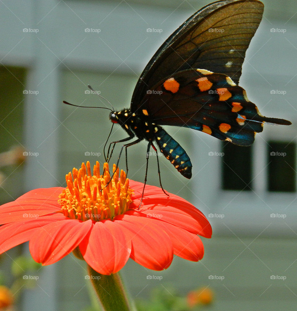 Here the butterfly gets nectar from the brilliant Mexican Sunflower in my butterfly garden! He will float and flutter throughout the garden with me in wild pursuit to capture his image!