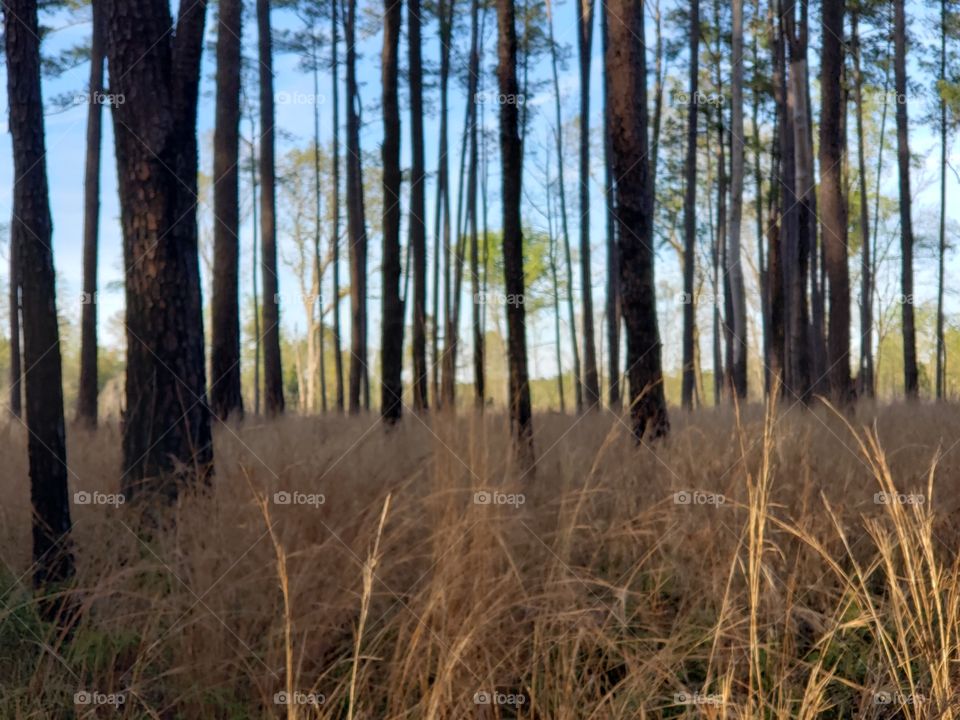 Tall grass and forest