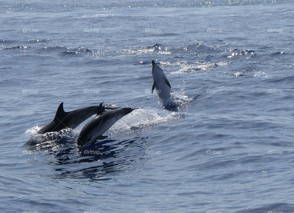 Dolphins in sea