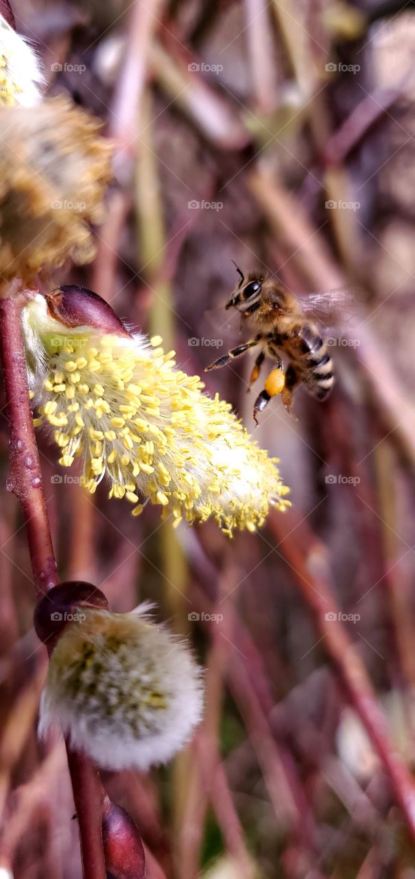 Bee collecting pollen