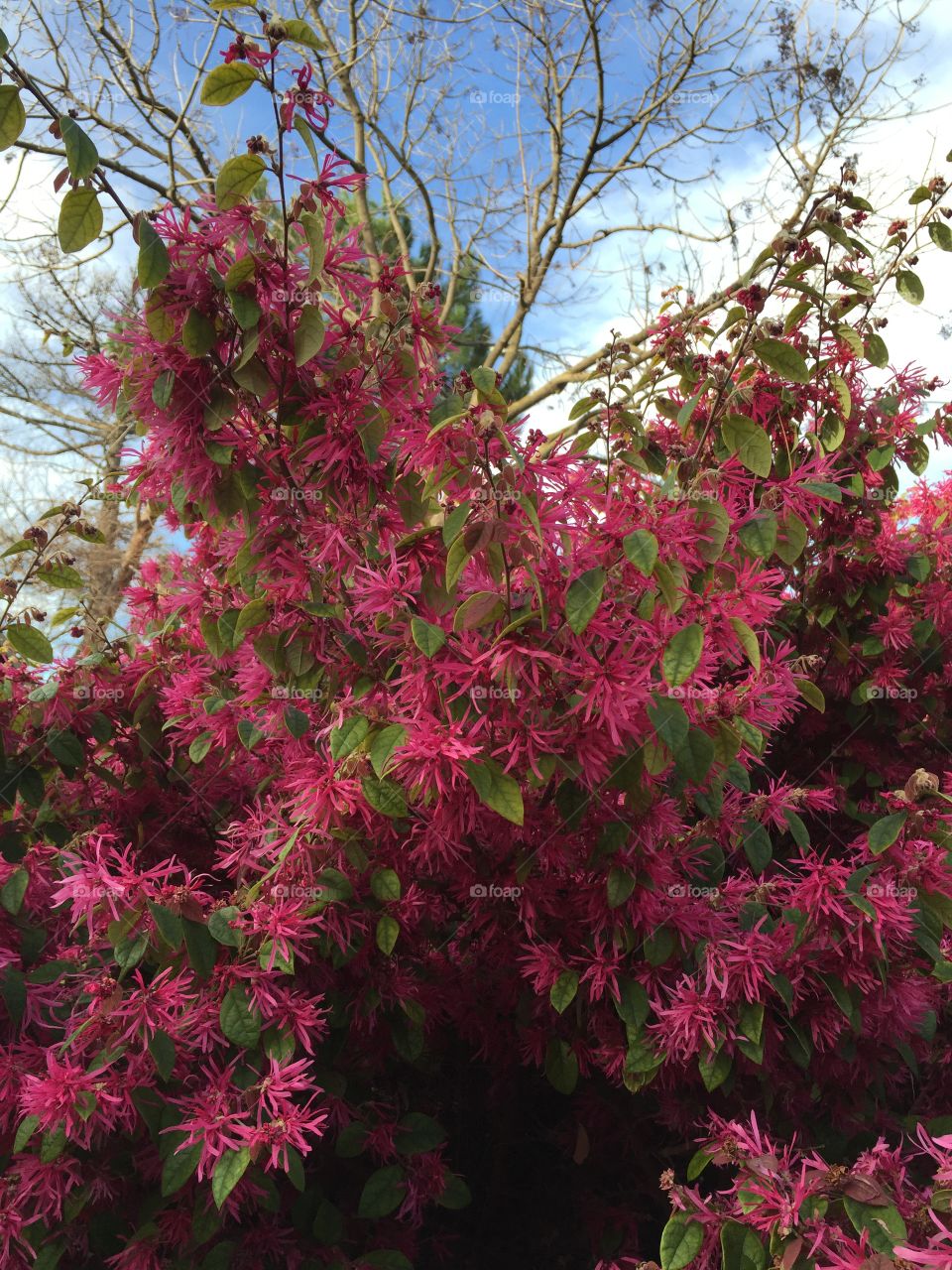 Pink Magenta flowers