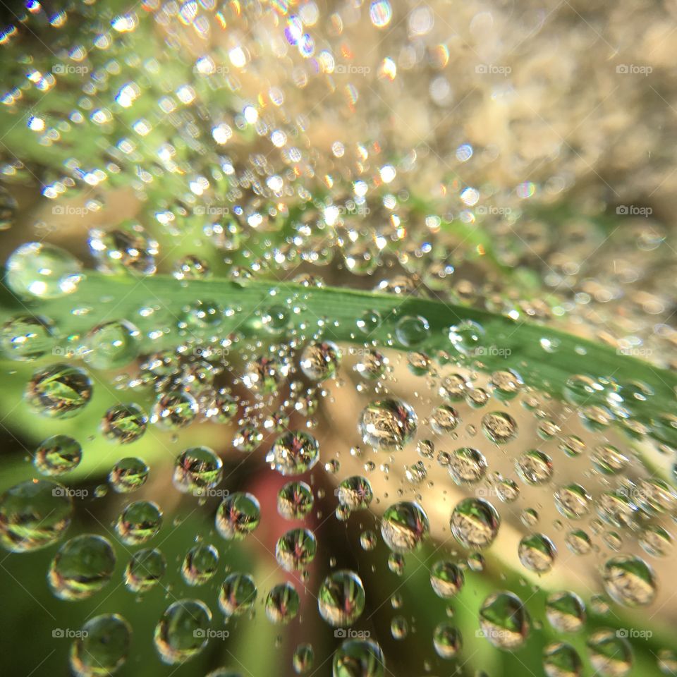 Water droplets in a spiderweb