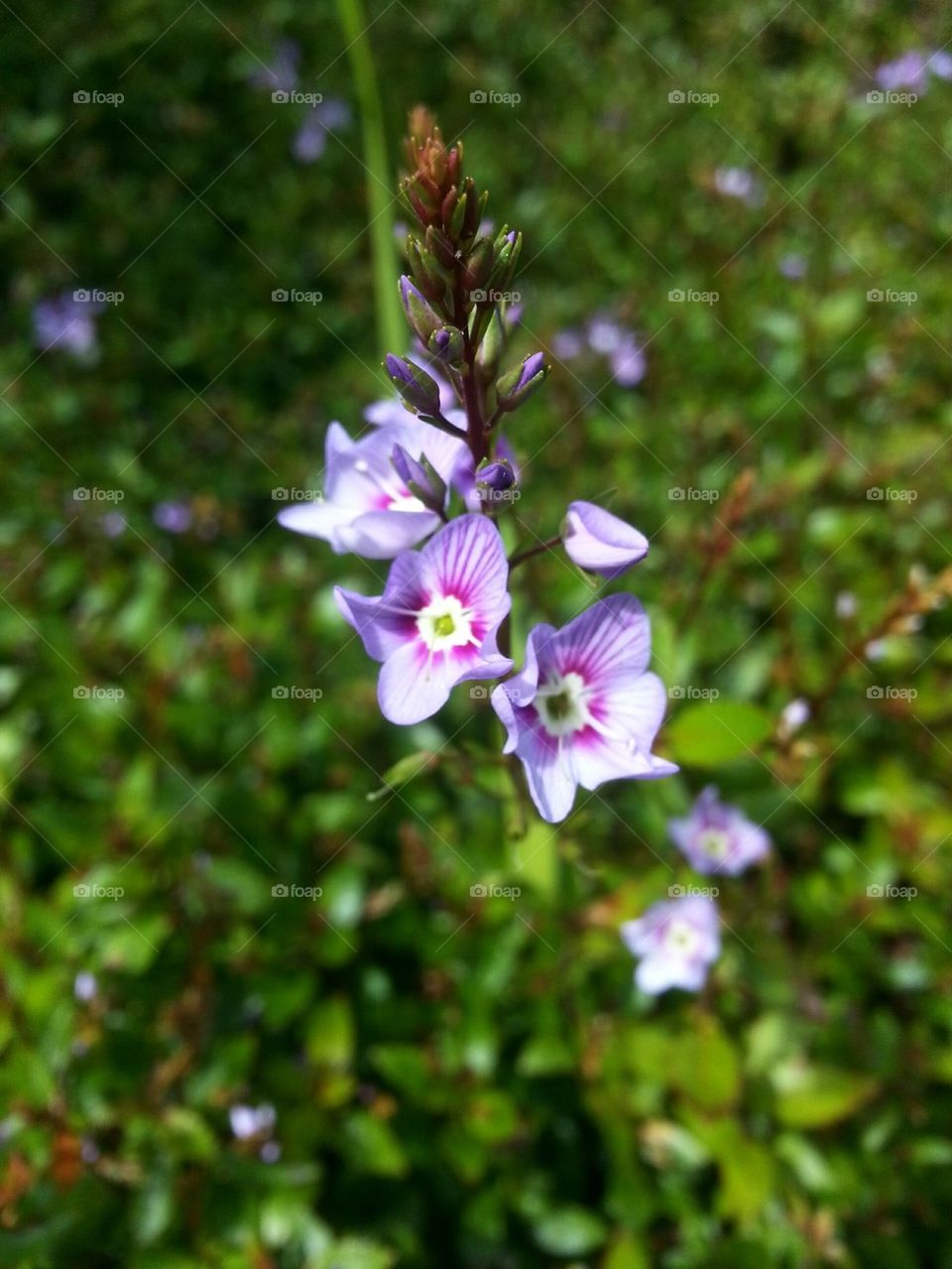 Delicately Purple