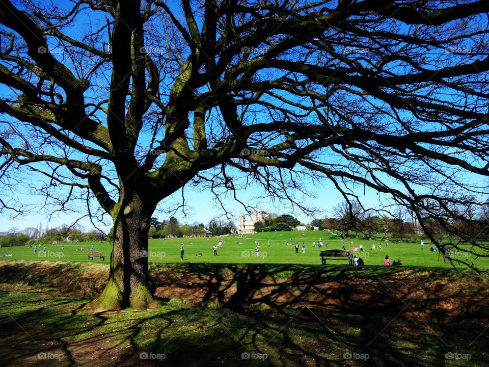 tree. people enjoying spring in Wollaton Hall and Deer Park 