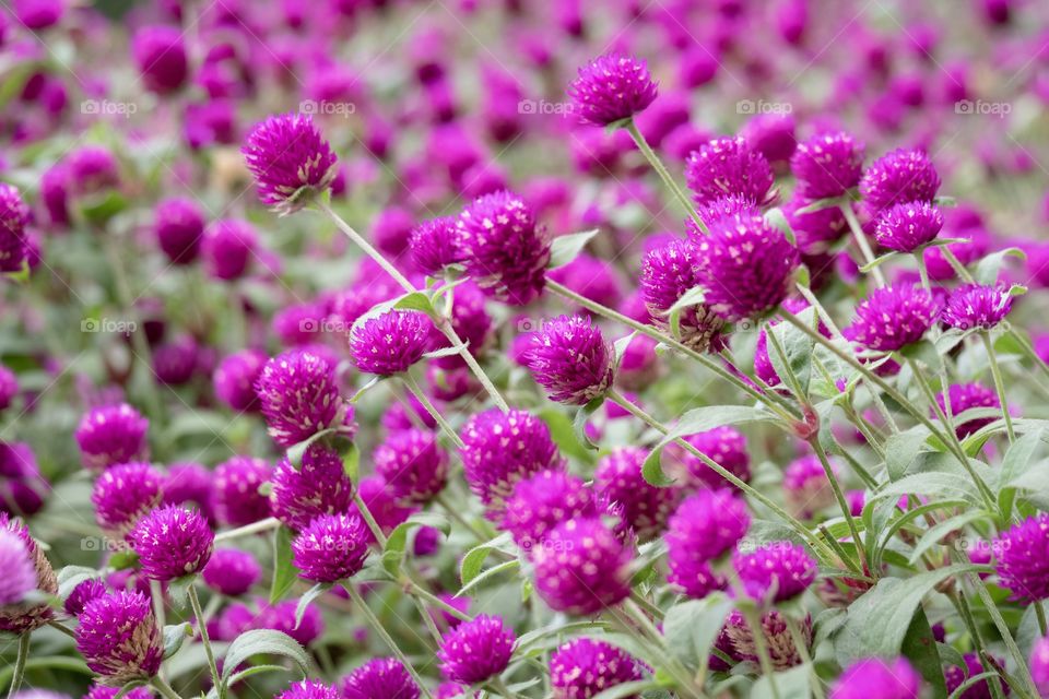 Beautiful colorful flower