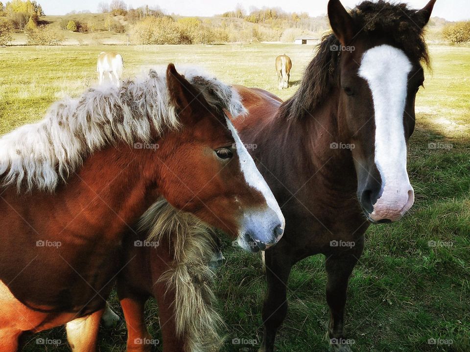 horses